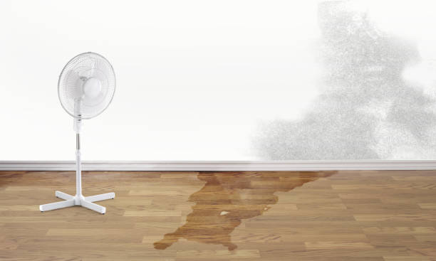 Best Water damage cleanup near me  in El Jon, CA